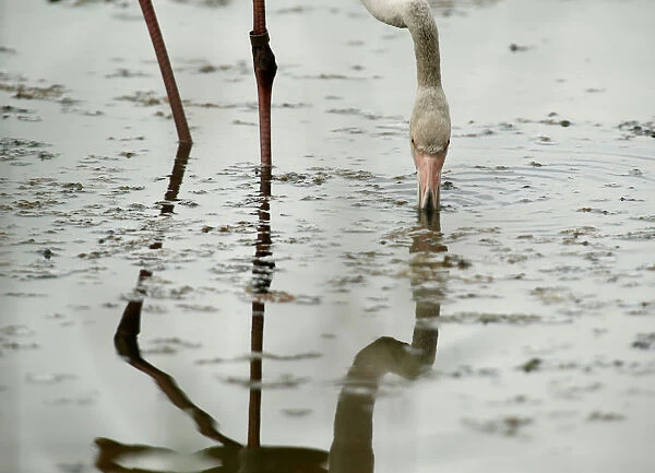 A greater flamingo feeds at the Ghadira Nature Reserve outside Mellieha