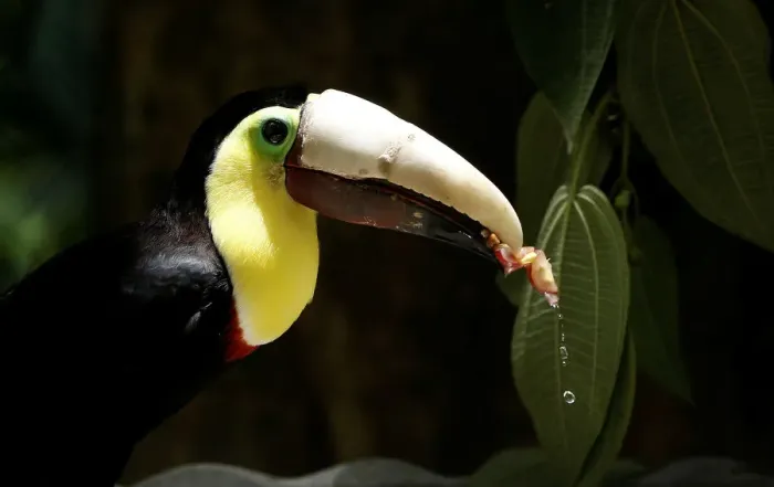 Framed Print : Grecia the toucan, which lost most of his upper beak in an attack Framed Print : Grecia the toucan, which lost most of his upper beak in an attack