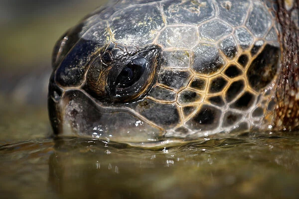 A green sea turtle is seen at the Israeli Sea Turtle Rescue Center, in Mikhmoret