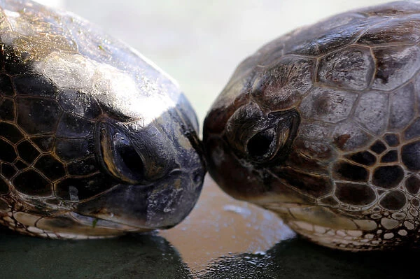 Two green sea turtles touch heads at the Israeli Sea Turtle Rescue Center, in Mikhmoret