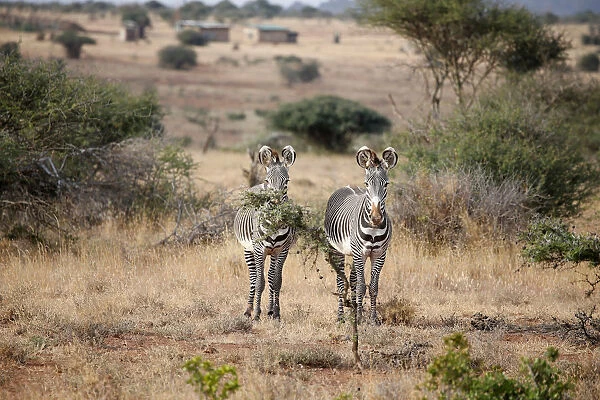 Grevys zebras are seen at the Mpala research centre in Laikipia County