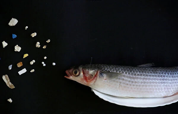 A grey mullet is shown next to microplastic found in Hong Kong waters during a Greenpeace