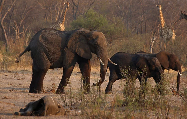 A group of elephants and giraffes walk near a carcass of an elephant at a watering