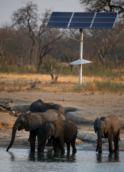 Framed Print : A group of elephants are seen at a watering hole inside Hwange National Park Framed Print : A group of elephants are seen at a watering hole inside Hwange National Park