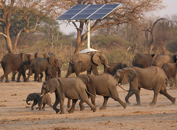 A group of elephants walk near a solar panel at a watering hole inside Hwange National