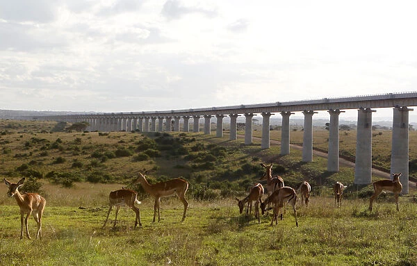 A group of impala graze near the elevated railway line that allows movement of animals