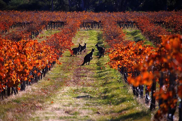 A group of Kangaroos can be seen between rows of vines at the Charles Melton vineyard