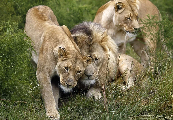 A group of lions are seen at the Lionsrock Big Cat Sanctuary near Bethlehem