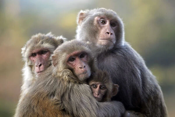Group of monkeys sit huddled together on cold morning in Udhampur
