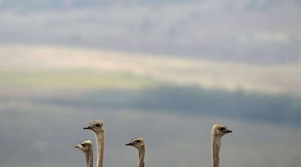 A group of ostriches wander around at the Lionsrock Big Cat Sanctuary near Bethlehem