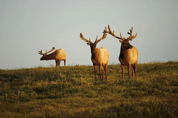 A group of tule elk stand on a hillside in Point Reyes National Seashore
