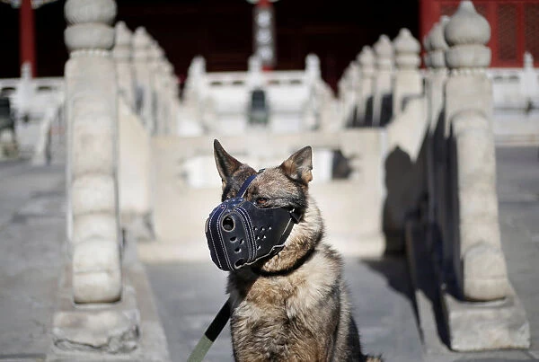 A guard dog waits to attend a daily training session at the Forbidden City in central