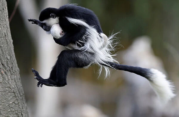 A guereza monkey jumps with a newborn baby at Prague Zoo