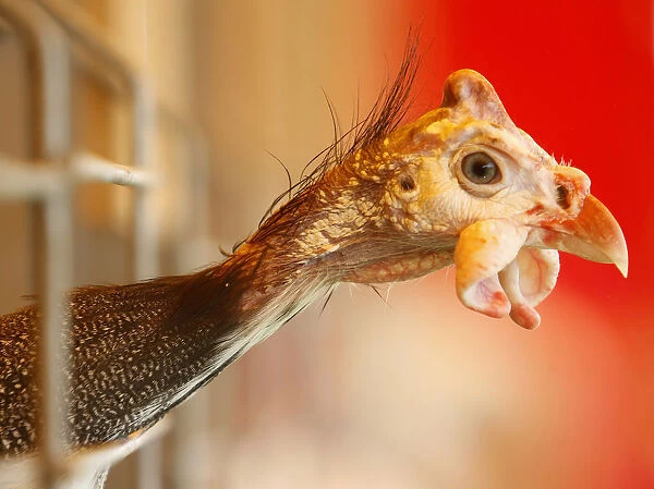 Guinea fowl looks out of its cage during an agricultural exhibition near the village of