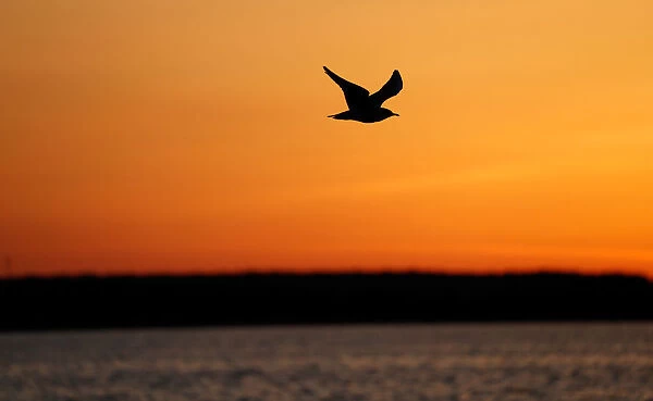 Gull flies over a lake during sunset near the town of Vileika