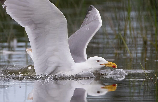 A gull swims in its colony on an island in a lake near the town of Vileika