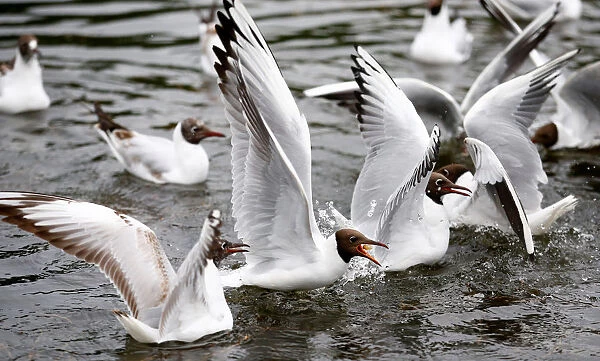 Gulls are fed in a river in a park in Minsk