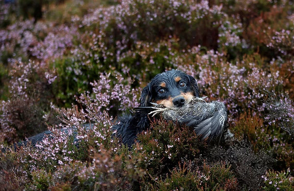 A gundog retrieves a grouse on Forneth Moor on the opening day of the grouse shooting