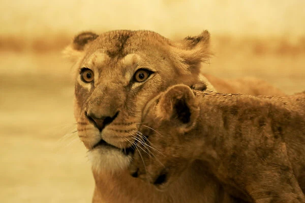 A two and half month-old lion cub leans on his mother, inside their enclosure at the