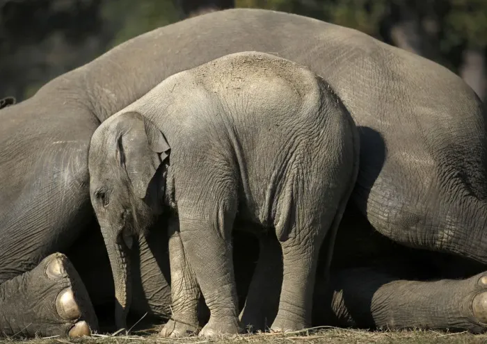Framed Print : A one and a half months old baby elephant stands close to its mother as she lies down in