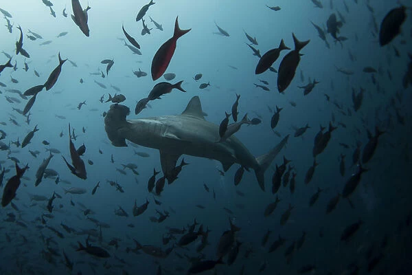 A hammerhead shark swims close to Wolf Island at Galapagos Marine Reserve
