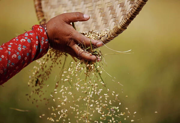 The hand of a farmer is pictured as she harvests rice on a field in Lalitpur