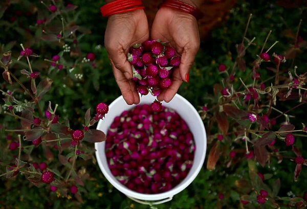 A hand of a woman is pictured as she collects globe amaranth flowers