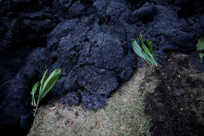 Framed Print : Hawaiian ti leafs are left as an offering near the recent lava flow in the Leilani Framed Print : Hawaiian ti leafs are left as an offering near the recent lava flow in the Leilani