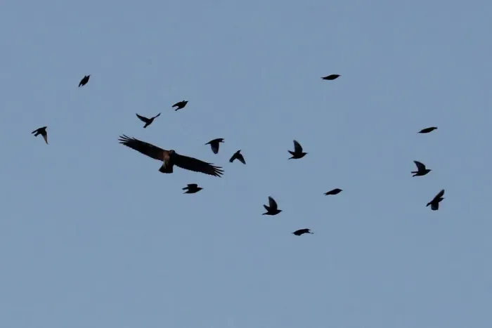Framed Print : A hawk appears to tussle with a group of smaller birds near the White House in Washington