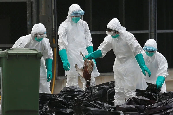 Health officers cull poultry at a wholesale market in Hong Kong