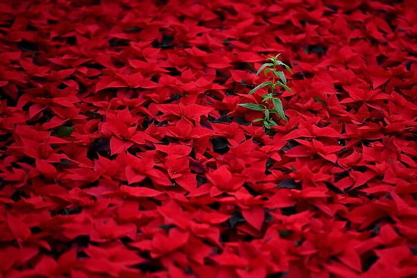 Six hectares of traditional Christmas red Poinsettia flowers are prepared for wholesale