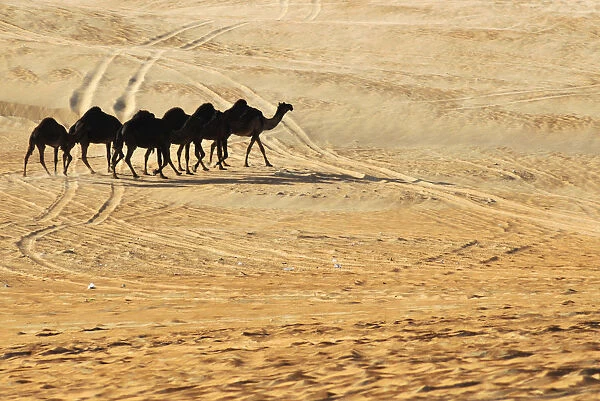 A herd of camels walk during the Mazayin Dhafra Camel Festival in Al Gharbia (the