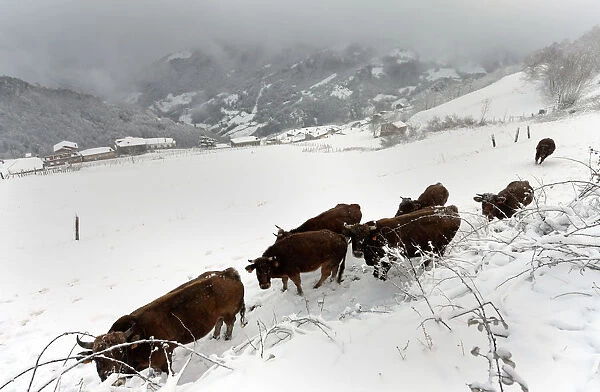 A herd of cows walk on the snow in Pajares
