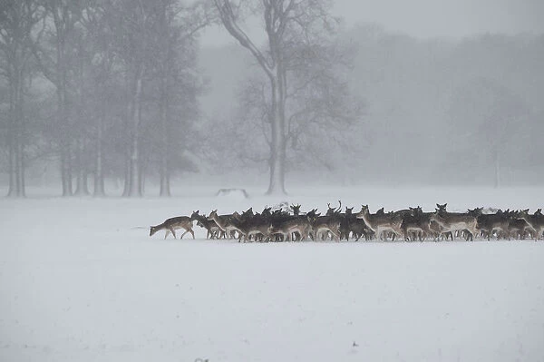 A herd of deer huddles together in woodlands during heavy snow in Dublin
