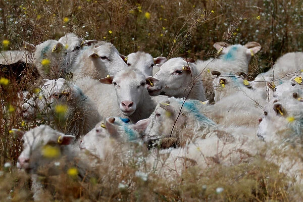 A herd of sheep at the Tempelhofer Feld in Berlin