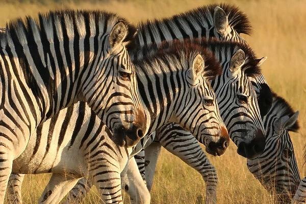 A herd of zebras is seen in the Okavango Delta