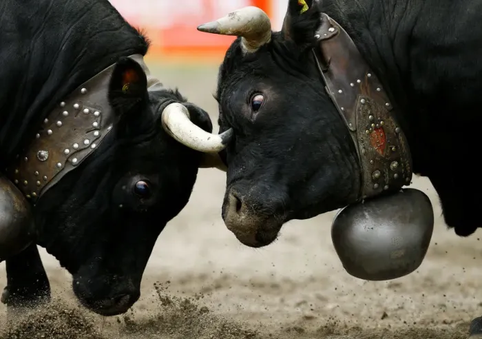 Framed Print : Two Herens cows lock horns during the qualification round of the annual Battle of