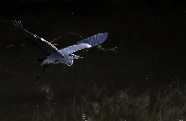 A heron flies over the Sevres river in Vertou near Nantes
