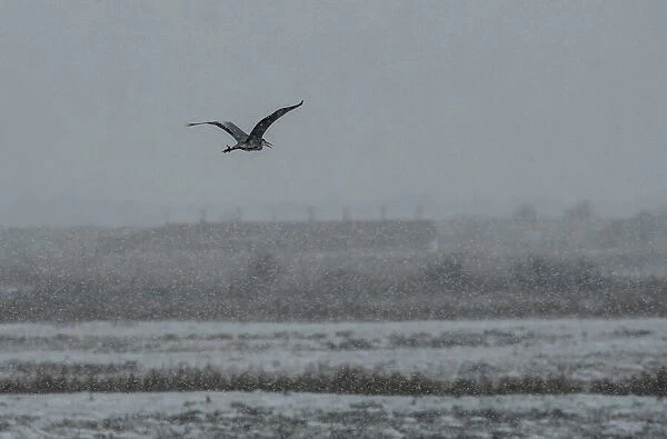 A Heron flies in the snow over Rainham Marshes