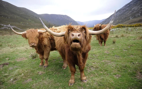Highland cattle in the Scottish Highlands