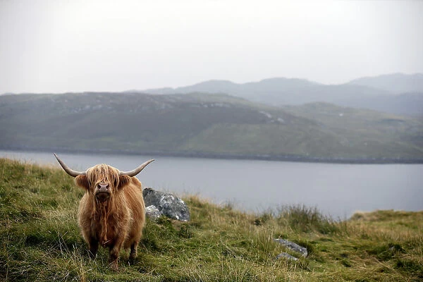 A Highland cow stands on a hillside on the Isle of Lewis in the Outer Hebrides