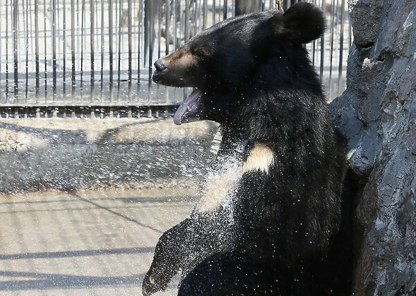 A Himalayan bear cools down under a stream of water sprayed by an employee at a zoo in