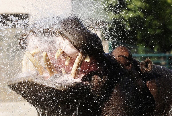 A hippopotamus gets shower in its enclosure at the Skopje Zoo