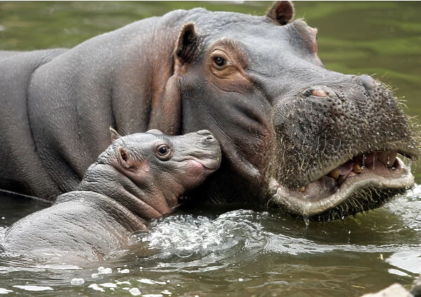 Hippopotamus opens its mouth nurses its seven-day-old baby hippo in Buenos Aires zoo