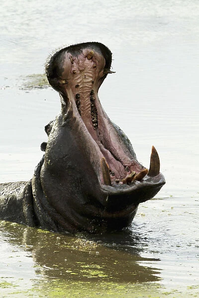 A hippopotamus opens its mouth in a river in Grumeti in Tanzanias Serengeti National