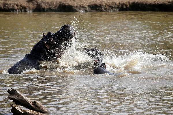 Hippos splash water in a river at the Mpala Research Centre in Laikipia County Kenya