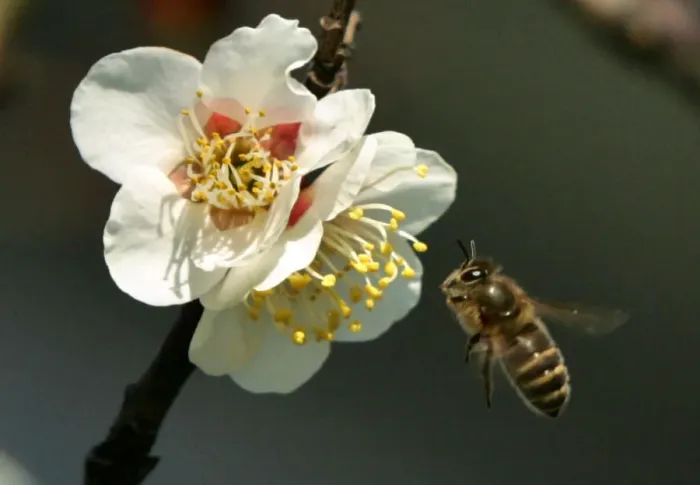 Framed Print : A honeybee hovers to collect nectar from blossoms of a Japanese plum tree in Tokyo Framed Print : A honeybee hovers to collect nectar from blossoms of a Japanese plum tree in Tokyo