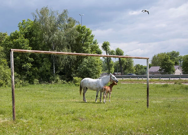 A horse with a foal are seen near an old football goal in a field near the village of