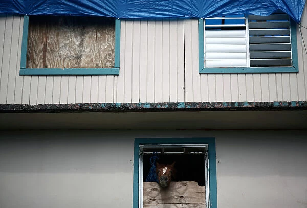 Horse looks through a half-covered window, in Naguabo