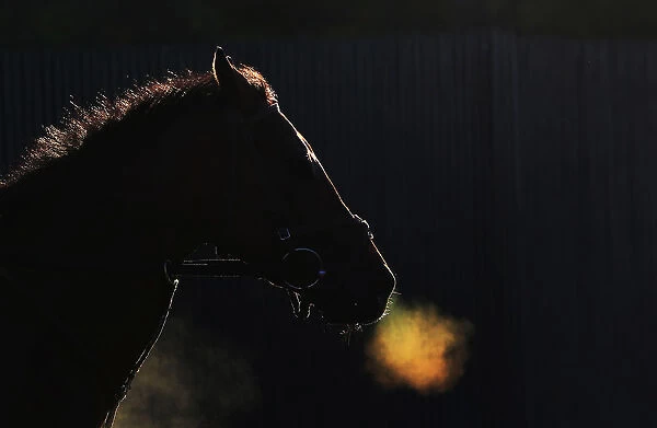 A horse makes its way off the track after morning workouts at Belmont Park in Elmont